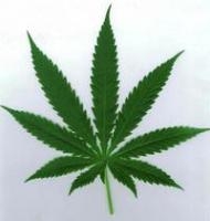 El cannabis aumenta el riesgo de psicosis en jóvenes