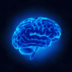'Lo que es malo para el corazón también es malo para el cerebro'