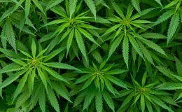 ¿Qué efectos tiene el consumo de cannabis en el organismo?