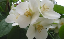 Plantas medicinales para dormir